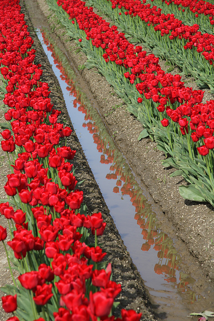 An Extra Row of Tulips