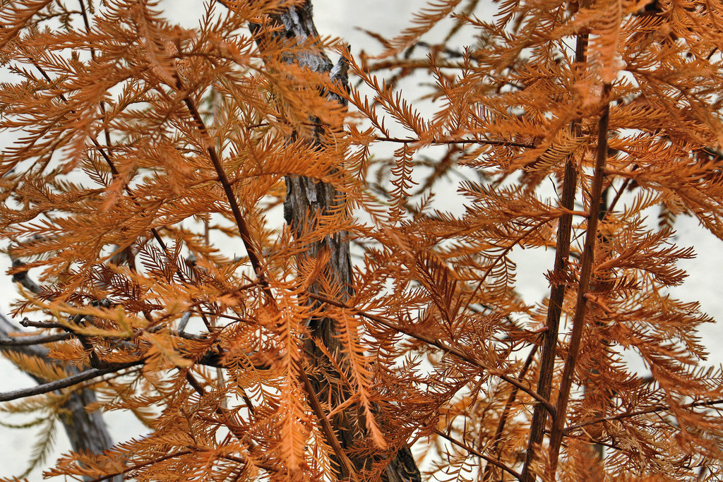 Bonsai Bald Cypress – National Arboretum, Washington D.C