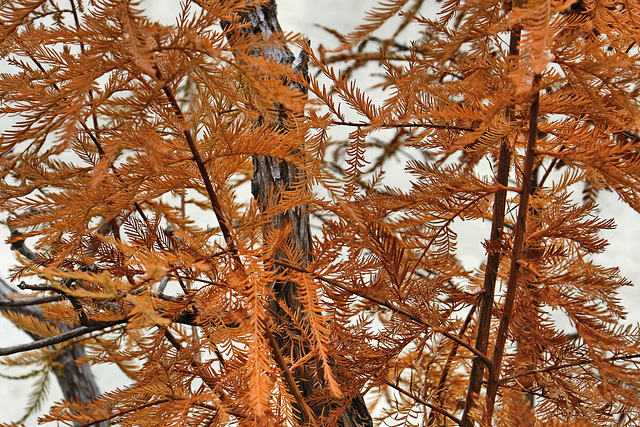 Bonsai Bald Cypress – National Arboretum, Washington D.C
