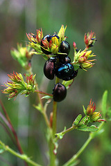 Klamathweed Beetles