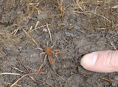 baby land yabby