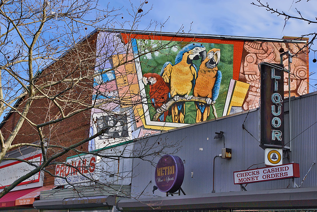 Three Macaws and a Liquor Store – Columbia Road near 17th Street N.W., Washington, D.C.
