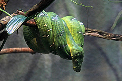 Emerald Tree Boa