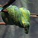 Emerald Tree Boa