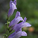 Showy Penstemon