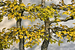 Bonsai Cedar Elm – National Arboretum, Washington D.C