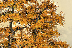 Bonsai Golden Larch – National Arboretum, Washington D.C