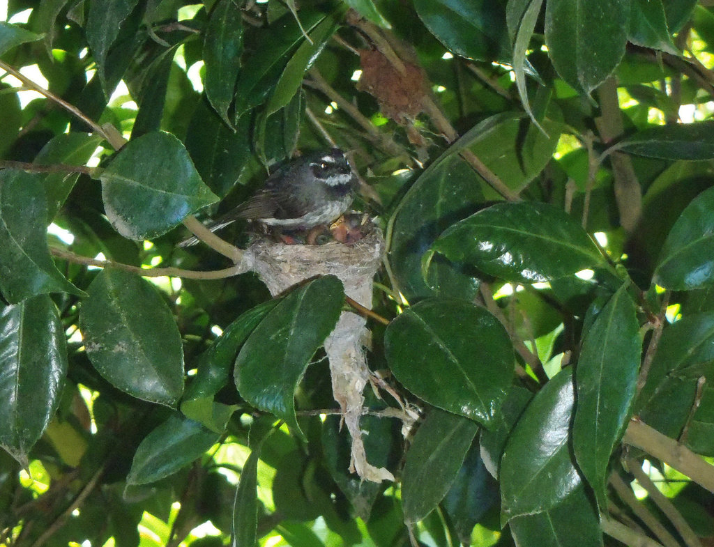 Grey Fantail & bebes