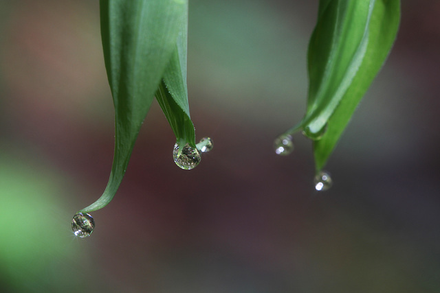 Droplets