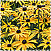 Rudbeckia Goldstrum  (Black eyed Susans)