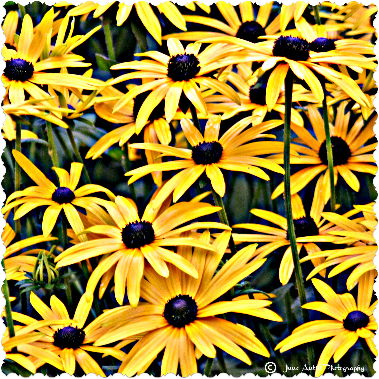 Rudbeckia Goldstrum  (Black eyed Susans)