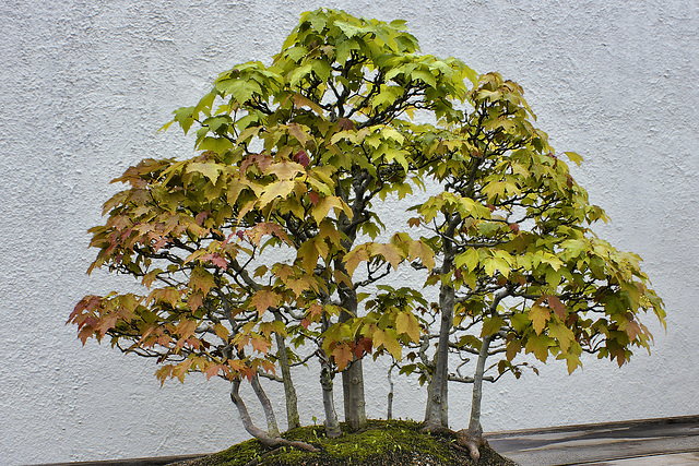 Bonsai Red Maple – National Arboretum, Washington DC