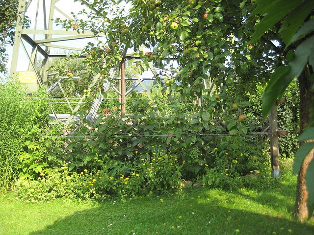 Himbeeren (Rubus idaeus)