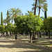 Patio de los Naranjos