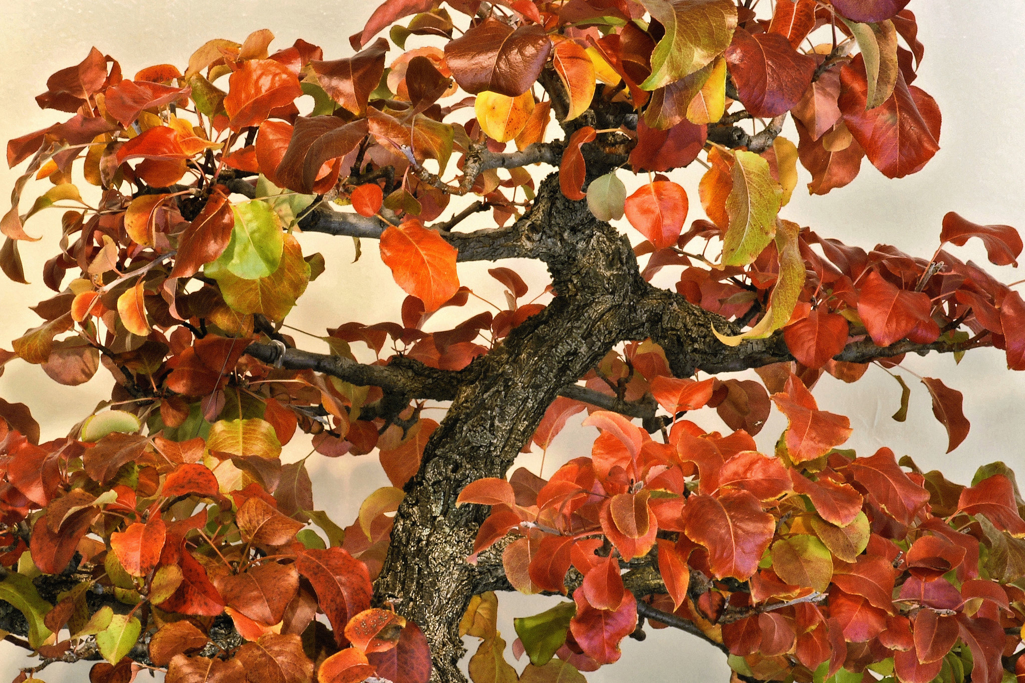 Bonsai Bradford Pear Tree – National Arboretum, Washington D.C