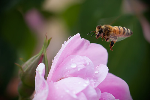 Honey Bee in Flight