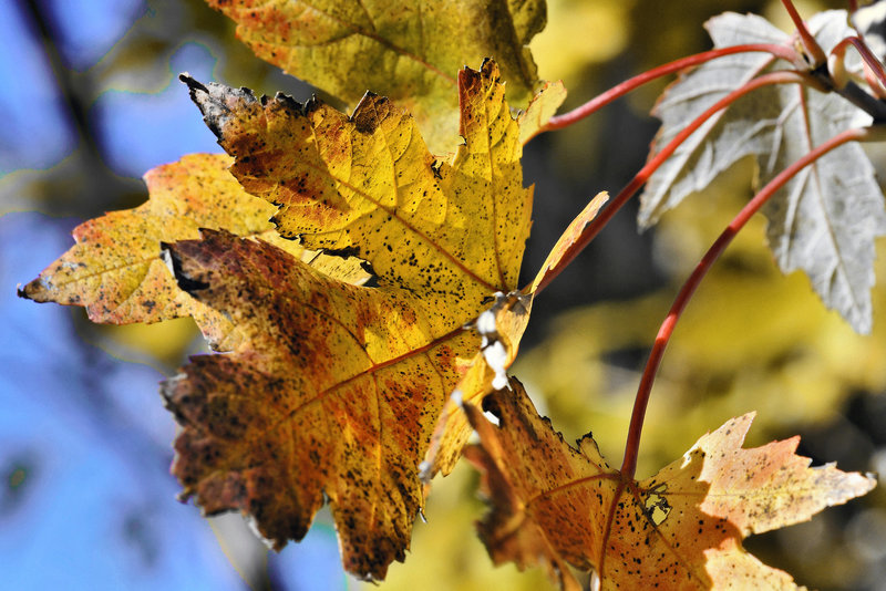 Watching the Leaves Turn – Greenbelt National Park, Greenbelt, Maryland