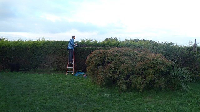 Ad cutting the cypress hedge