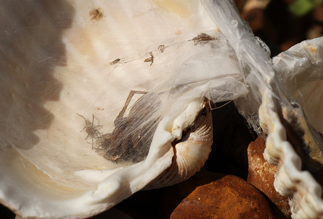 Spider with Spiderlings