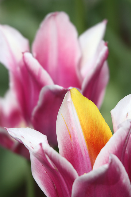 Colorbreak Tulip