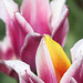 Colorbreak Tulip