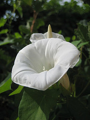 Zaunwinde (Calystegia sepium)