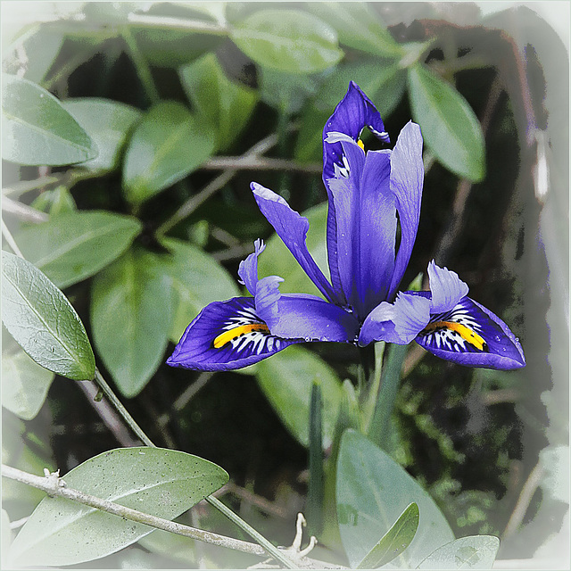 Iris réticulé