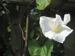 Zaunwinde (Calystegia sepium)