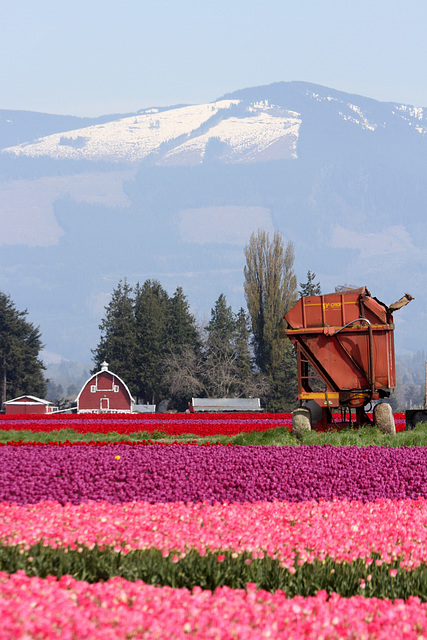 Tulip Fields Forever