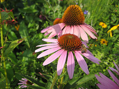 Sonnenhut (Echinacea purpurea)