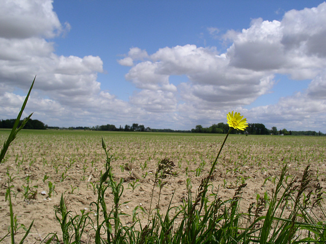 Spring in Tipton County