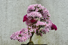 Bonsai Kurume Azalea – National Arboretum, Washington DC