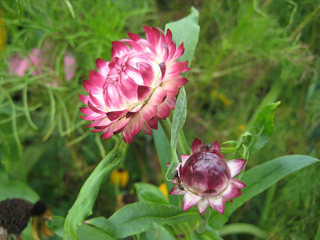 Strohblumen (Helichrysum bracteatum)