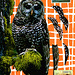 spotted owl with curly brackets