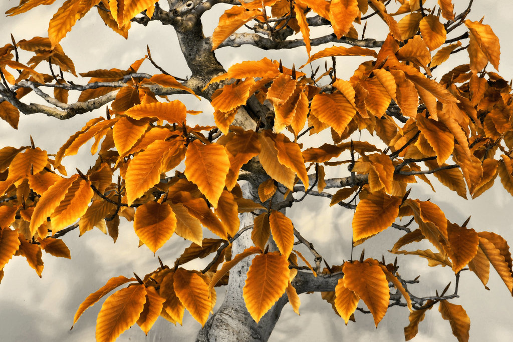 Bonsai American Beech – National Arboretum, Washington D.C