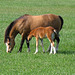 Mother and Foal