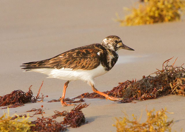 Ruddy Turnstone