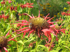 Goldmelisse (auch Indianernessel oder Scharlach-Monarde) [Monarda didyma]