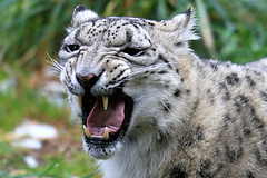 Snarling Snow Leopard