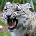 Snarling Snow Leopard