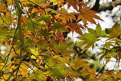 Japanese Maple – National Arboretum, Washington DC