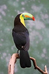 Rainbow Toucan