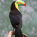 Rainbow Toucan