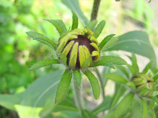 aufblühende Rudbeckia