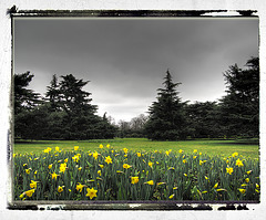 Trees and daffodils Greenwich Park