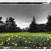 Trees and daffodils Greenwich Park