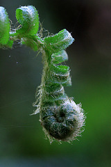 Fern Frond