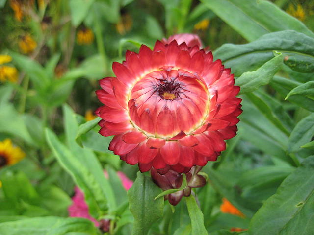 Strohblume (Helichrysum bracteatum)