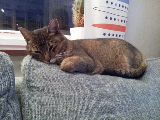 little Abby, she is so petite she fits on top of the sofa cushions