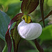 Mountain Lady's Slipper